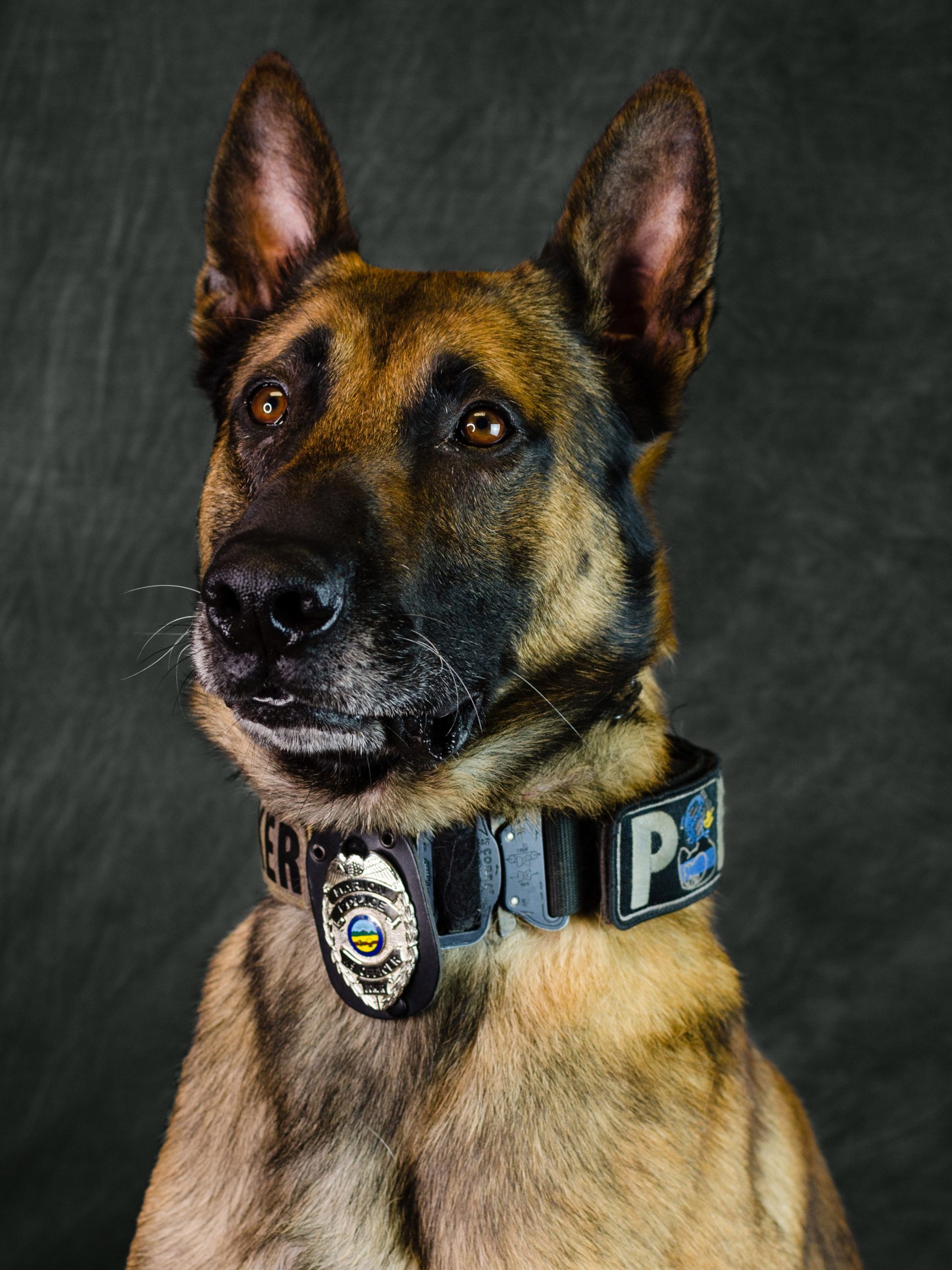 K9 Joker – Marion, Ohio Police Department